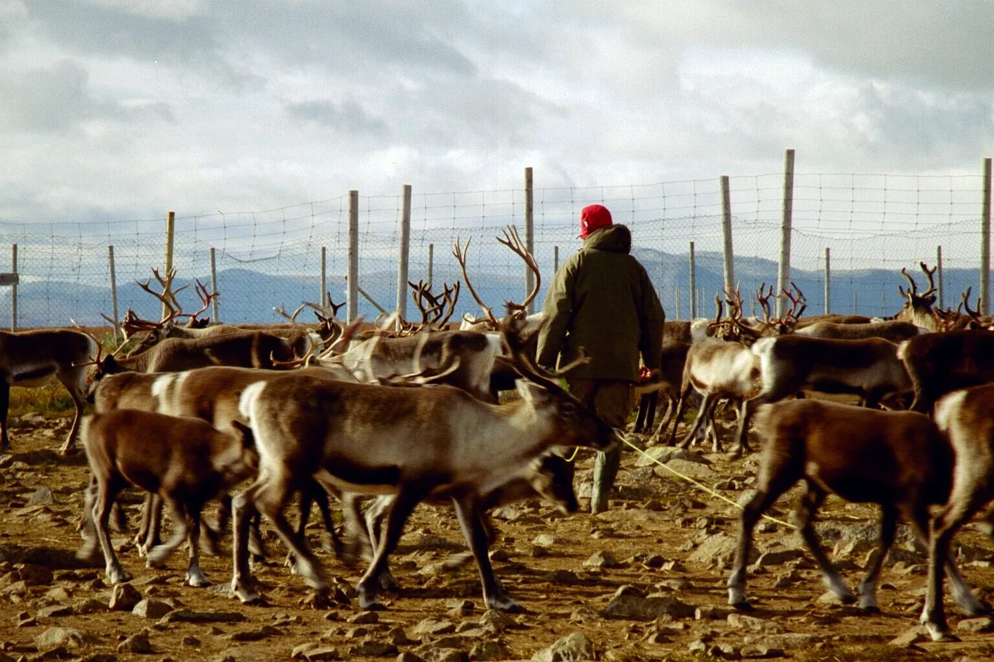 Engadina